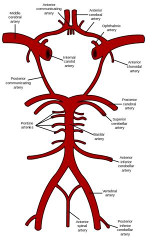 Middle Cerebral Artery - Physiopedia