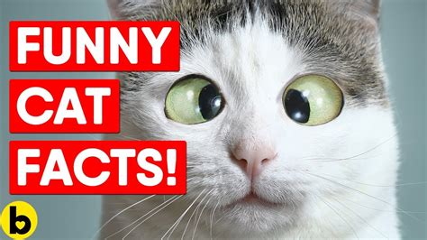 25 Fun Facts About Cats - YouTube