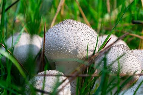 A Guide to Puffball Mushrooms - Mushroom Huntress