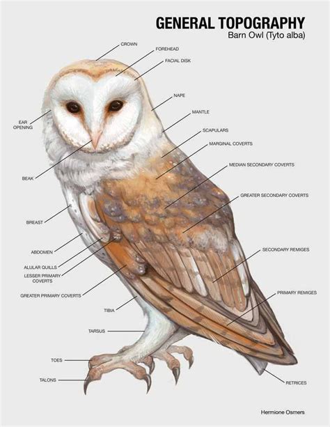 an owl's body and its parts labeled in the words general tocograph