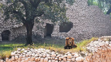 Animals in Lucknow Zoo face lockdown blues - The Samikhsya