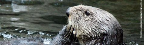 Why Sea Otters Are So Important to Their Ocean Habitat: The Role of Sea ...