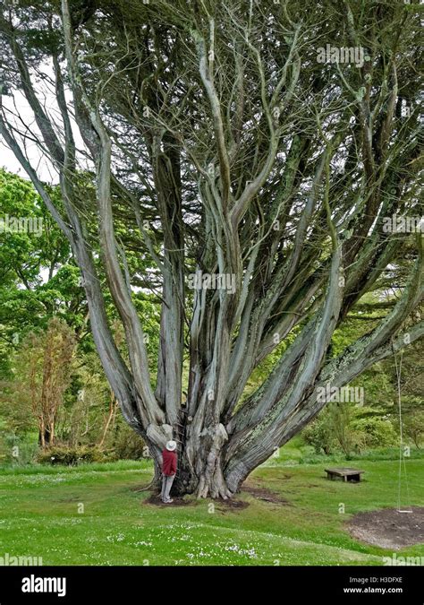 Monterey Cypress tree, reported to have largest girth in the UK ...