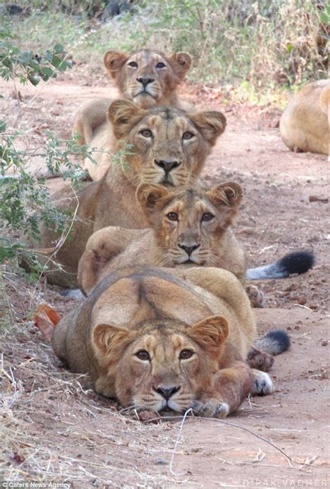 Mother lion and her cubs pose for a family portrait in India | Daily Mail Online