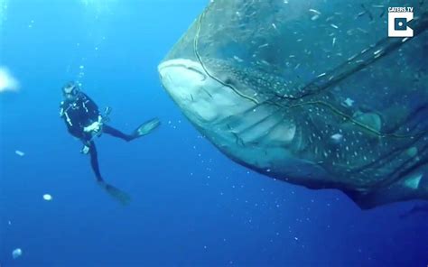 Divers Freeing Whale Sharks From Fishing Nets Is the Most Beautiful Thing You’ll Ever See (VIDEO ...