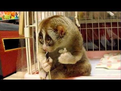 Slow Loris eating rice. So adorable! | Slow loris, Cute animals, Animals