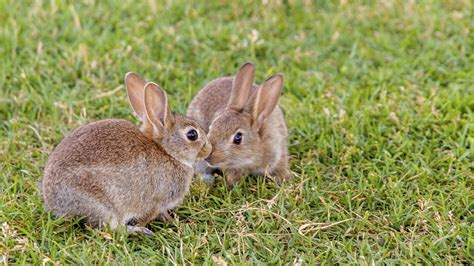 How To Choose Best Rabbit Name for Your Pet Rabbit