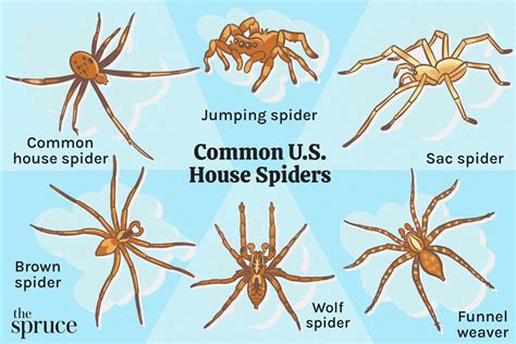 The 10 Most Common Types of House Spiders