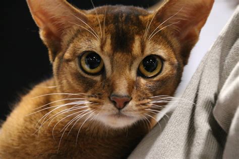 Why How Long Do Abyssinian Cats Live Had Been So Popular Till Now? | How Long Do Abyssinian Cats ...