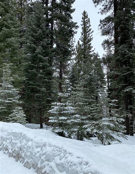 Evergreen trees in winter Photograph by Lyn Steuart - Pixels