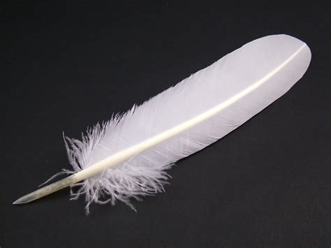 Authentic Turkey Quill Feather Pen – Jaffe