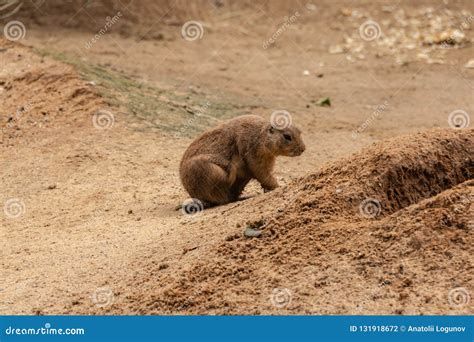 Prairie Dogs are Small Animals that Live Underground Stock Photo - Image of large, earthen ...