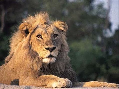 Lions of the Kruger National Park - YouTube