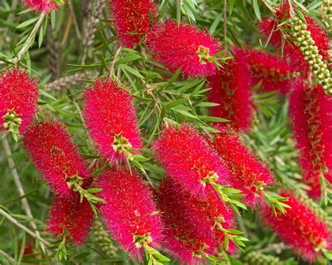 Bottlebrush | Bottle brush trees, Bottlebrush plant, Australian native ...