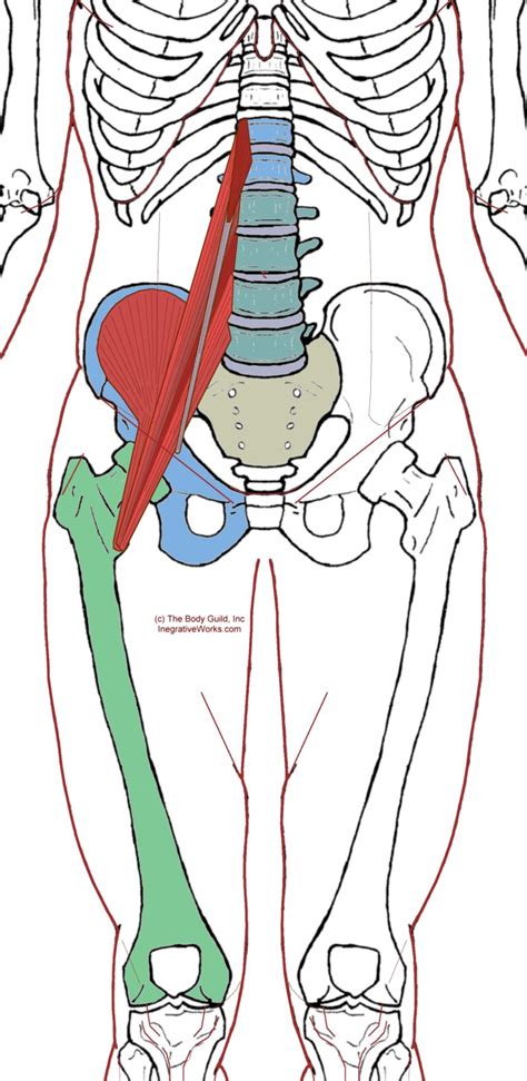 Iliopsoas Complex - Functional Anatomy - Integrative Works