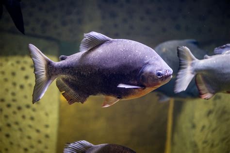 Pacu fish - Malta National Aquarium