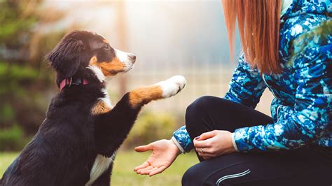 What is the concept of dog-owner communication? - Gary Maria