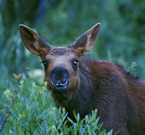 Baby Moose,GrandTetons