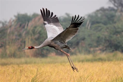 My Birding Trails...: World's tallest flying bird '' The Sarus Crane''