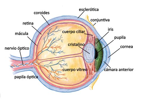 Partes Del Ojo Humano Para Niños De Primaria Caracteres Niños | Images and Photos finder