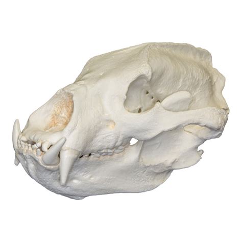 Replica Sloth Bear Skull For Sale – Skulls Unlimited International, Inc.