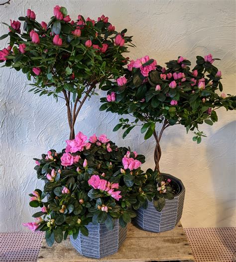 Indoor Azalea in Belmont, MA | Jayne's Flowers