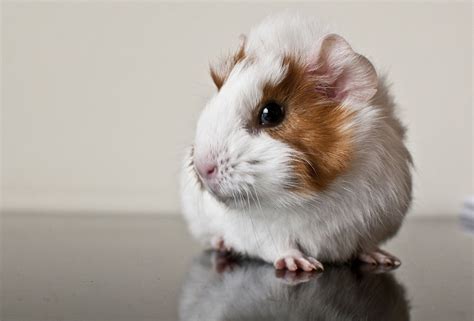 🔥 [30+] Cute Guinea Pig Wallpapers | WallpaperSafari