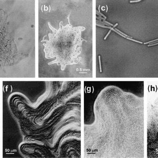 (PDF) Swarming motility in Bacillus cereus and characterization of a ...