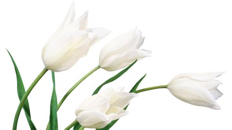 White Flowers - Wallpaper, High Definition, High Quality, Widescreen