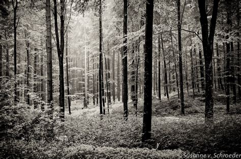 Black & White Photography, Forest Scenery, Rainy Summer Forest, Germany, Fine Art Print, Trees ...