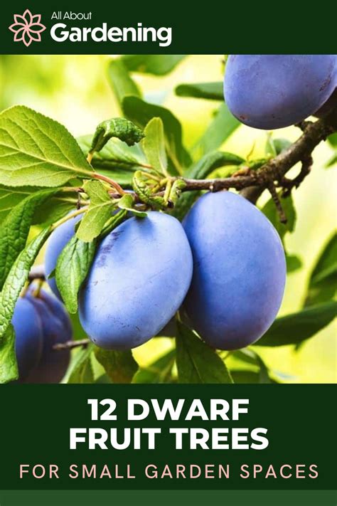 Are you looking for a dwarf fruit tree to place in a smaller garden area? These days, a compact ...