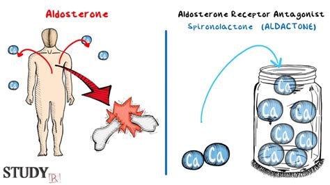 Aldosterone Receptor Antagonist - Spironolactone - YouTube