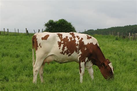 The red coat color in Holstein cattle is the function of a recessive gene. | Holy Cow . . . Thy ...