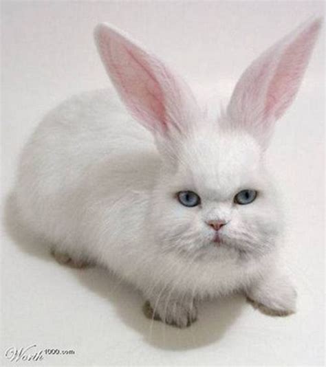 half cat, half rabbit is called Cabbit. | Cats | Pinterest