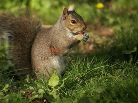 253 British Columbia Wildlife Park Stock Videos, Footage, & 4K Video ...