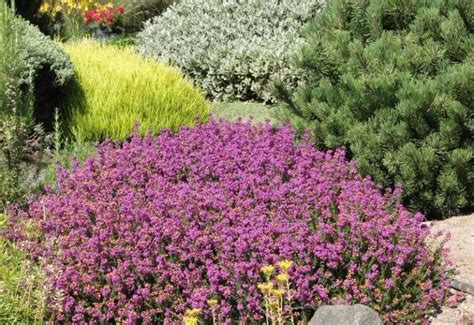 14 Drought-Tolerant Shrubs That Can Thrive Even in Hot and Dry Conditions