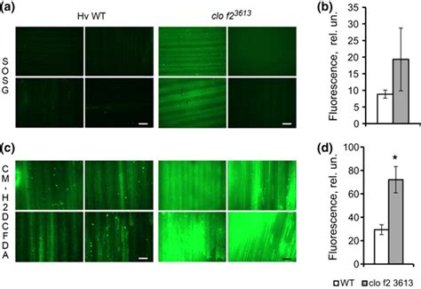 Fluorescence of singlet oxygen sensor green (SOSG) (a, b) and of ...