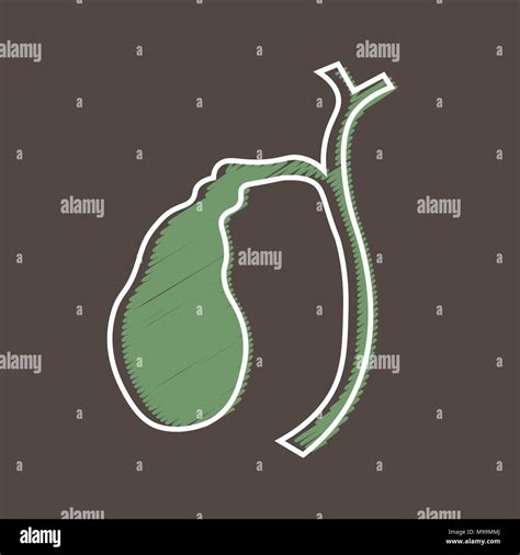 Human Liver And Gallbladder Anatomy Illustration Stoc - vrogue.co