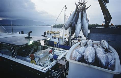 Why is the Atlantic Bluefin Tuna being Overfished? - American Oceans