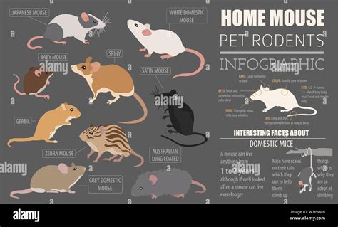 Mice breeds icon set flat style isolated on white. Mouse rodents collection. Create own ...