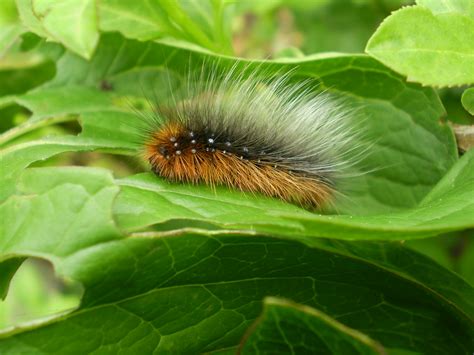 Tiger moth caterpillar | akrutka | Flickr