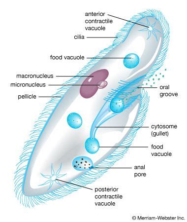 Protozoa Meaning