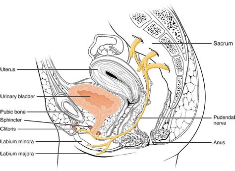 Pelvic Floor Nerve Pain | Viewfloor.co