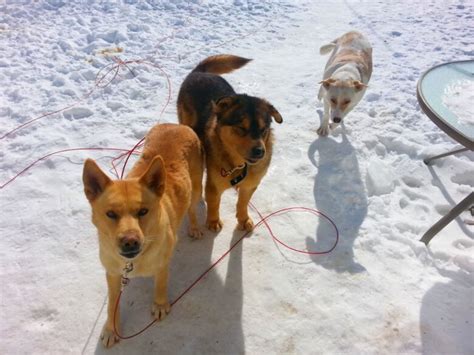 Volunteer group helps First Nations with stray dogs | CBC News