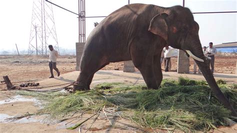 PETA: Indian elephant still being abused