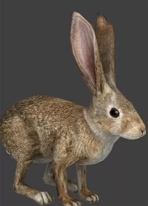 Rabbit Free 3d Model - .Obj - Open3dModel 6861