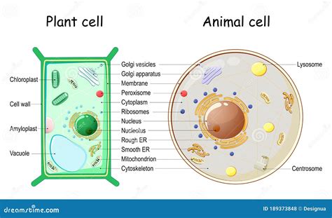 Plant Cell And Animal Cell Structure Vector Illustration | CartoonDealer.com #189373848