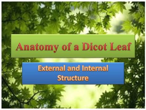 Anatomy of a dicot leaf