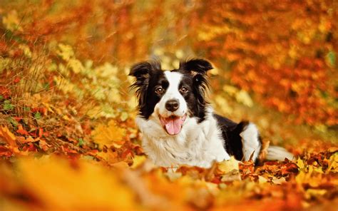 Fall Animals Wallpapers - Wallpaper Cave