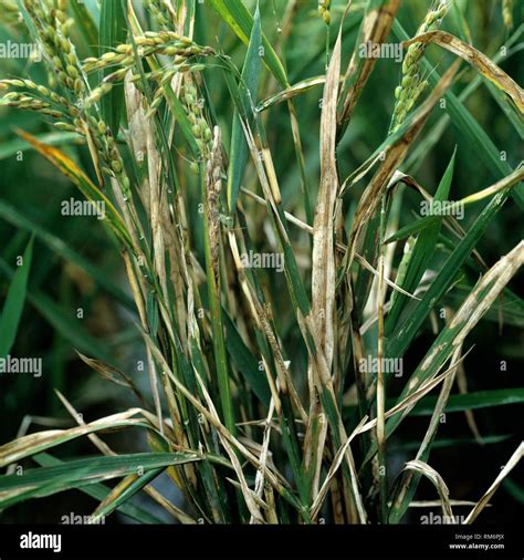 Sheath blight , Rhizoctonia solani, disease infected rice crop, Luzon, Philippines Stock Photo ...